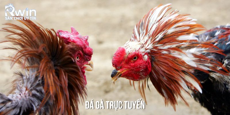 Đ&aacute; g&agrave; cũng l&agrave; hoạt động giải tr&iacute; khốc liệt m&agrave; bạn kh&ocirc;ng n&ecirc;n bỏ qua